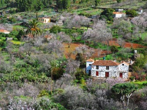 GR130: Almendros en Flor
© Consejería de Turismo del Cabildo de La Palma -  Saúl Santos