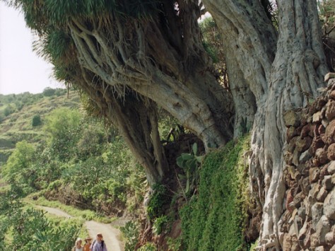 GR 130: Dragos, Garafía
© Consejería de Turismo del Cabildo de La Palma - Dierk Topp