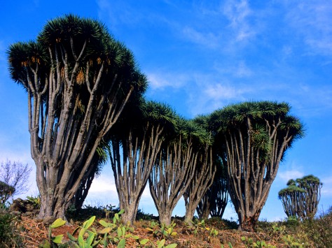 GR 130.1: Dragos Buracas
© Consejería de Turismo del Cabildo de La Palma -  Saúl Santos