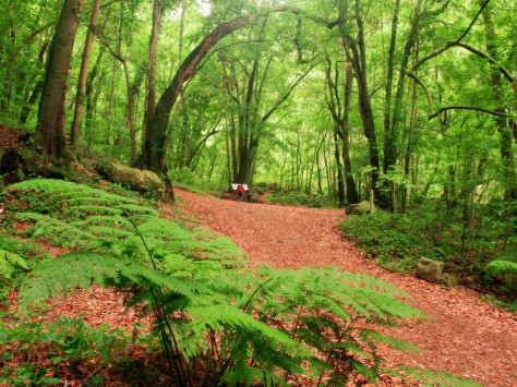Los Tilos © Consejería de Turismo del Cabildo de La Palma - Saúl Santos