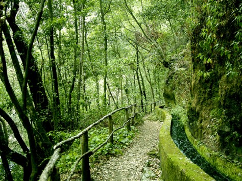 PR-LP-6: Bosque de los Tilos © Patronato de Turismo - Pilar Fernández